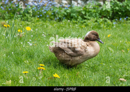 Un canard domestique Campbell Kaki dodus de l'herbe dans le jardin d'une petite exploitation. Banque D'Images