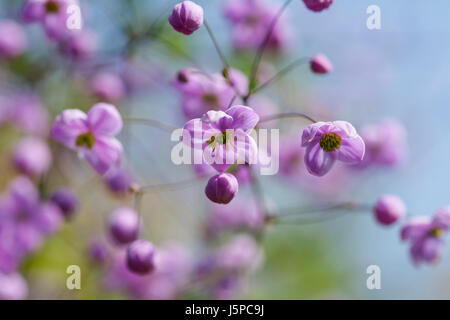 Rue des prés, rue meadow chinois, Thalictrum delavayi, petites fleurs de couleur rose à l'extérieur. Banque D'Images