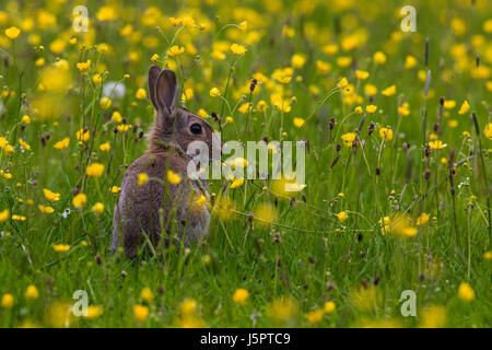 Bolton, Royaume-Uni. 18 mai, 2017. Lapin à renoncules, près de Bolton, Lancashire Crédit : Ian Walker/Alamy Live News Banque D'Images