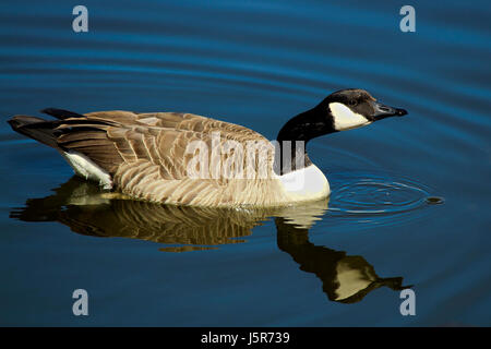 Une bernache du Canada nager sur l'eau calme avec son reflet. Banque D'Images