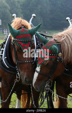 Beau cheval chevaux peu beauteously nice petit décoré de faisceau fine noble Banque D'Images