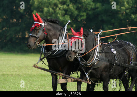 Beau cheval nice beauteously peu basané jetblack noir deep black horses Banque D'Images