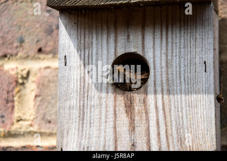 Bumblebee nid dans l'arbre Banque D'Images