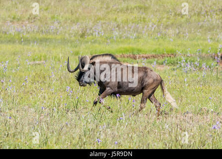 Le Gnou noir tournant dans le sud de la savane africaine Banque D'Images