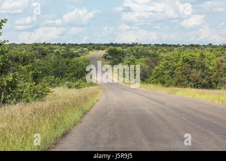 Route solitaire dans le parc national Kruger en Afrique du Sud Banque D'Images