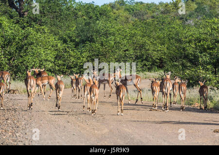 Troupeau d'Antilopes ensemble à l'intérieur du parc Kruger en Afrique du Sud Banque D'Images