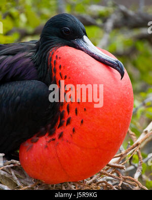 Portrait de frégate à ventre rouge. Les îles Galapagos. Oiseaux. Équateur. Banque D'Images