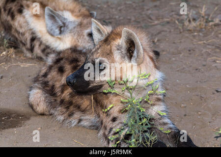 Famille hyène le matin au Kruger Park, South Afrika Banque D'Images