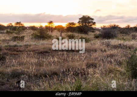 Le lever du soleil dans le Parc National Kruger en Afrique du Sud Banque D'Images