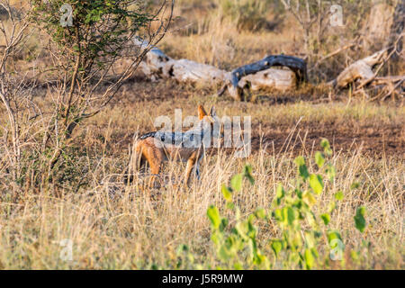 Jackal dans les buissons de Kruger Park, South Afrika Banque D'Images