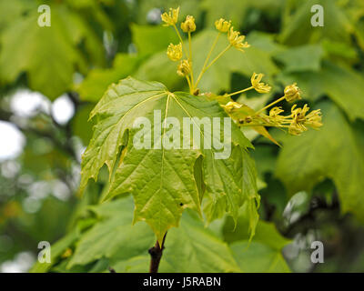 Érable de Norvège (Acer platanoides) arbre en fleur en Cumbria, Angleterre, Royaume-Uni Banque D'Images