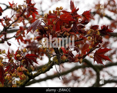 Red érable de Norvège (Acer platanoides) arbre en fleur en Cumbria, Angleterre, Royaume-Uni Banque D'Images