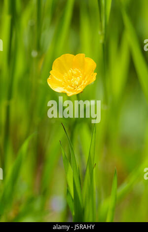 Buttercup, Ranunculus acris, renoncule des prés, seul au milieu de plein air de plus en plus fleur jaune feuillage vert. Banque D'Images