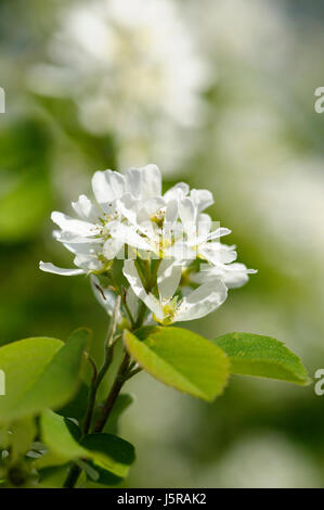 Saskatoon, Amelanchier alnifolia, petites fleurs de couleur blanche à l'extérieur de plus en plus. Banque D'Images
