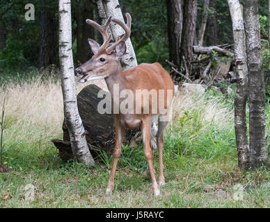 Point 6 Whitetail Buck Banque D'Images
