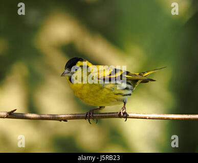 Portrait de jeune homme sauvage ou européenne (Spinus spinus Siskin commun) dans le magnifique soleil profil sur branche en Cumbria, Angleterre, Royaume-Uni Banque D'Images