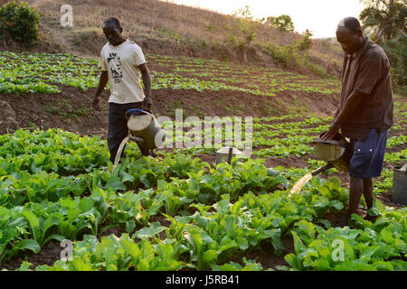 Le Malawi, Thyolo, CARTE DES ONG d'action des églises de secours et de développement, le système d'irrigation pour le village, samuti agriculteur irriguer le champ de légumes avec arrosoir / Bewaesserungssystem Samuti im Dorf, bewaessern Gemuesefelder Giesskanne mit Agriculteur Banque D'Images