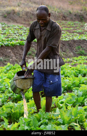 Le Malawi, Thyolo, CARTE DES ONG d'action des églises de secours et de développement, le système d'irrigation pour le village, samuti agriculteur irriguer le champ de légumes avec arrosoir / Bewaesserungssystem Samuti im Dorf, bewaessern Gemuesefelder Giesskanne mit Agriculteur Banque D'Images