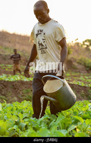 Le Malawi, Thyolo, CARTE DES ONG d'action des églises de secours et de développement, le système d'irrigation pour le village, samuti agriculteur irriguer le champ de légumes avec arrosoir / Bewaesserungssystem Samuti im Dorf, bewaessern Gemuesefelder Giesskanne mit Agriculteur Banque D'Images