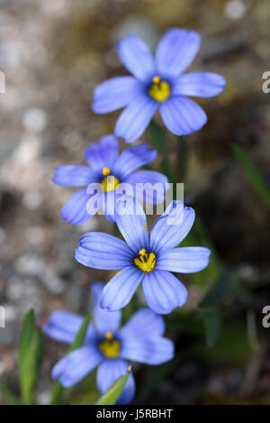 Blue-eyed grass, Sisyrinchium 'Californian Skies', fleurs bleu délicat extérieur croissant. Banque D'Images