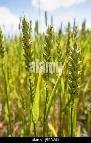 Le blé, le blé d'hiver, Triticum aestivum, vue latérale d'une récolte céréalière gowing. Banque D'Images