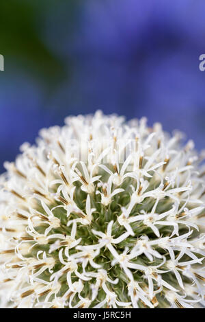 L'allium, Allium 'Monter' Everest, Close up detail de blanc en forme de globe flowerhead. Banque D'Images