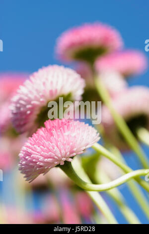 Daisy, Daisy, Double, Bellis perennis fleurs rose vue du côté extérieur croissant. avec ciel bleu derrière. Banque D'Images