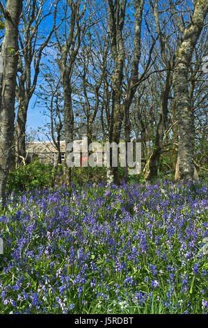 Bois Bluebell dh pays uk Bluebell Cottage woodland bluebells in woods gardens printemps bois Ecosse Banque D'Images