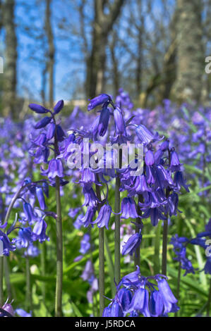 Bluebell commune dh UK FLEURS Jacinthes close up Hyacinthoides non scripta libre fleurs de printemps Banque D'Images