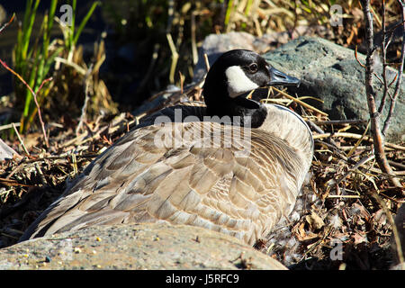 Canada Goose une mère assise sur un nid. Banque D'Images