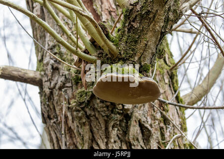 Willow champignon (Phellinus igniarius) sur l'arbre-hôte Banque D'Images