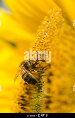 Tournesol, Helianthus, abeille, Apis mellifera, pollinisent la fleur. Banque D'Images