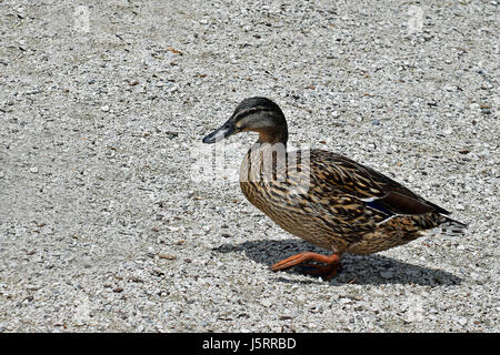 Femelle canard colvert (Anas platyrhynchos) walking on path Banque D'Images