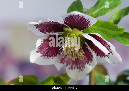 L'hellébore, Helleborus x hybridus 'Harvington mouchetée blanc', violet et blanc culture des fleurs à l'extérieur. Banque D'Images