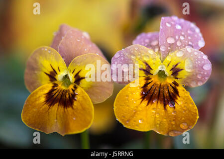 Viola Viola Viola cornata Deltini Dentini série altos, Viola, Pansy, Close up de deux fleurs couvert de gouttes de pluie Banque D'Images