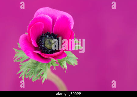 Coquelicot, Anémone Anémone coronaria windflower, 'De Caen', seul intensly fleur rose de couleur. Banque D'Images