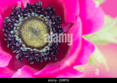 Coquelicot, Anémone Anémone coronaria windflower, 'De Caen', seul intensly fleur rose de couleur. Banque D'Images