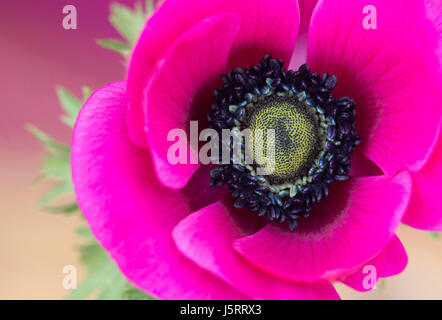 Coquelicot, Anémone Anémone coronaria windflower, 'De Caen', seul intensly fleur rose de couleur. Banque D'Images