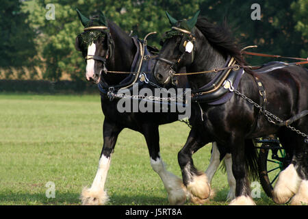 Beau cheval nice beauteously peu basané jetblack noir deep black horses Banque D'Images