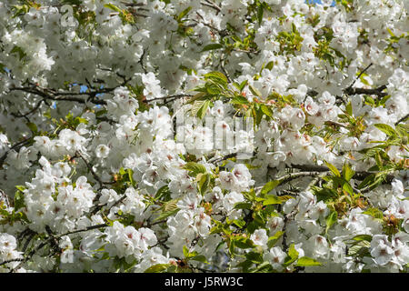 Cherry cerise Yoshino, pleurant, Prunus x yedoensis Shidare Yoshino, masse de fleurs blanches en plein air de plus en plus. Banque D'Images