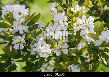 Arbre généalogique Blanche neige, l'Exochorda serratifolia, petites fleurs blanches en plein air de plus en plus. Banque D'Images
