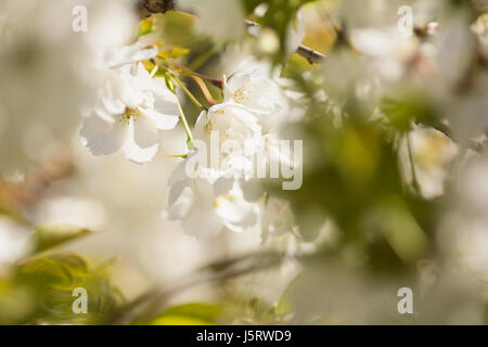 Cherry, Japanese flowering cherry, Prunus serrulata, petites fleurs blanches en plein air de plus en plus. Banque D'Images