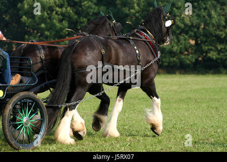 Beau cheval nice beauteously peu basané jetblack noir deep black horses Banque D'Images