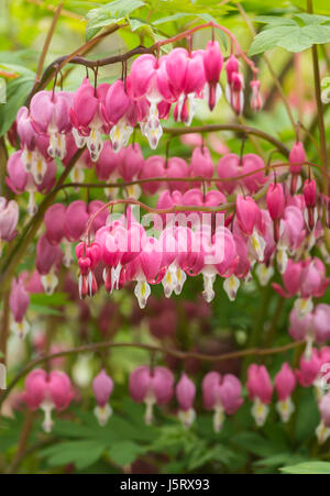 Bleeding Heart, Lamprocapnos spectabilis, fleurs de couleur rose à l'extérieur. Banque D'Images