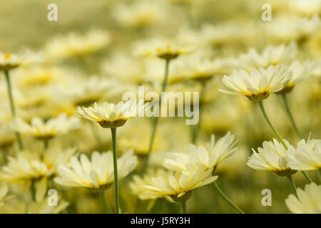 Anthemis tinctoria camomille jaune, jaune, fleurs de couleur extérieure croissante. Banque D'Images