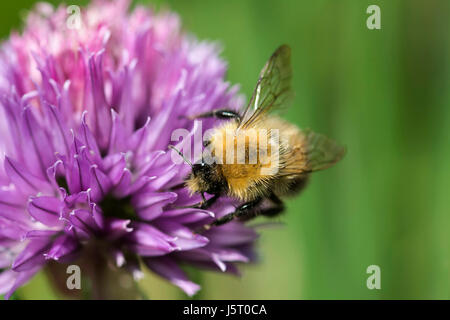 Ciboulette, Allium schoenoprasum, arbre, bourdons Bombus hypnorum, pollinisent la fleur de couleur pourpre. Banque D'Images