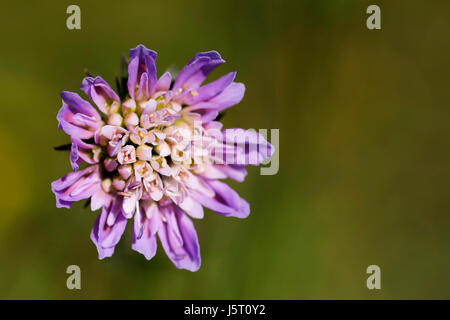 Scabious, Field scabious, Knautia arvensis, Close up of single flowerhead poussant dans les prairies. Banque D'Images