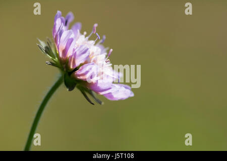 Scabious, Field scabious, Knautia arvensis, Close up of single flowerhead poussant dans les prairies. Banque D'Images