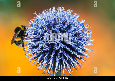 Globe thistle, Potentilla orientalis, bourdon Bombus terrestris, pollinisent flowerhead. Banque D'Images