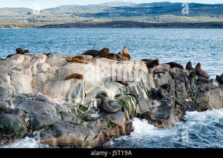 Colonie de lions de mer se reposant sur une petite île sur le canal de Beagle, Tierra del Fuego, Argentina Banque D'Images